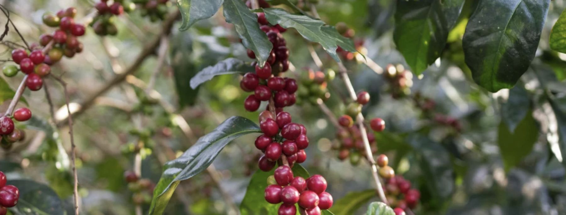 Quả cà phê chín trên cây tại Ethiopia