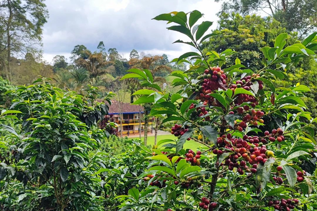 Nông trại La Esperanza tại Colombia