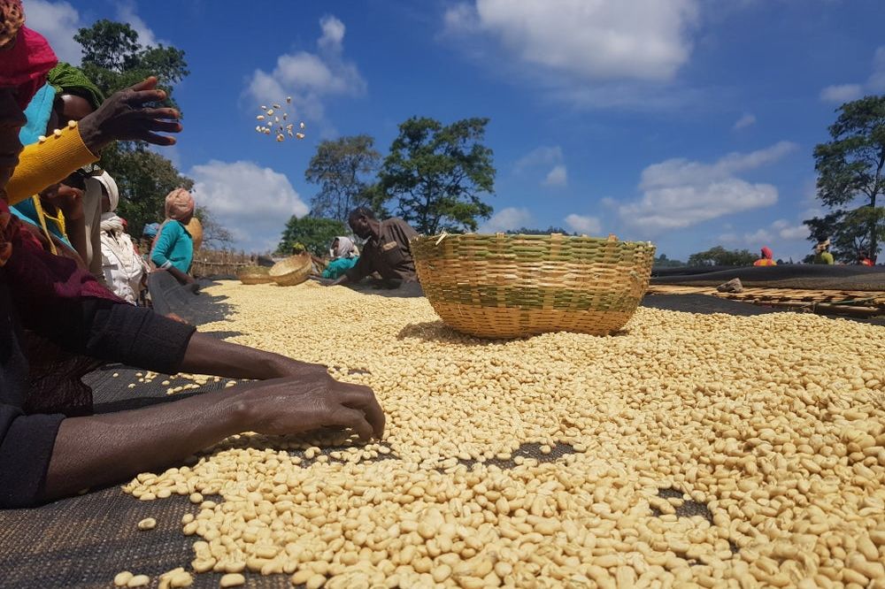 Phơi hạt cà phê sau sơ chế washed tại Ethiopia